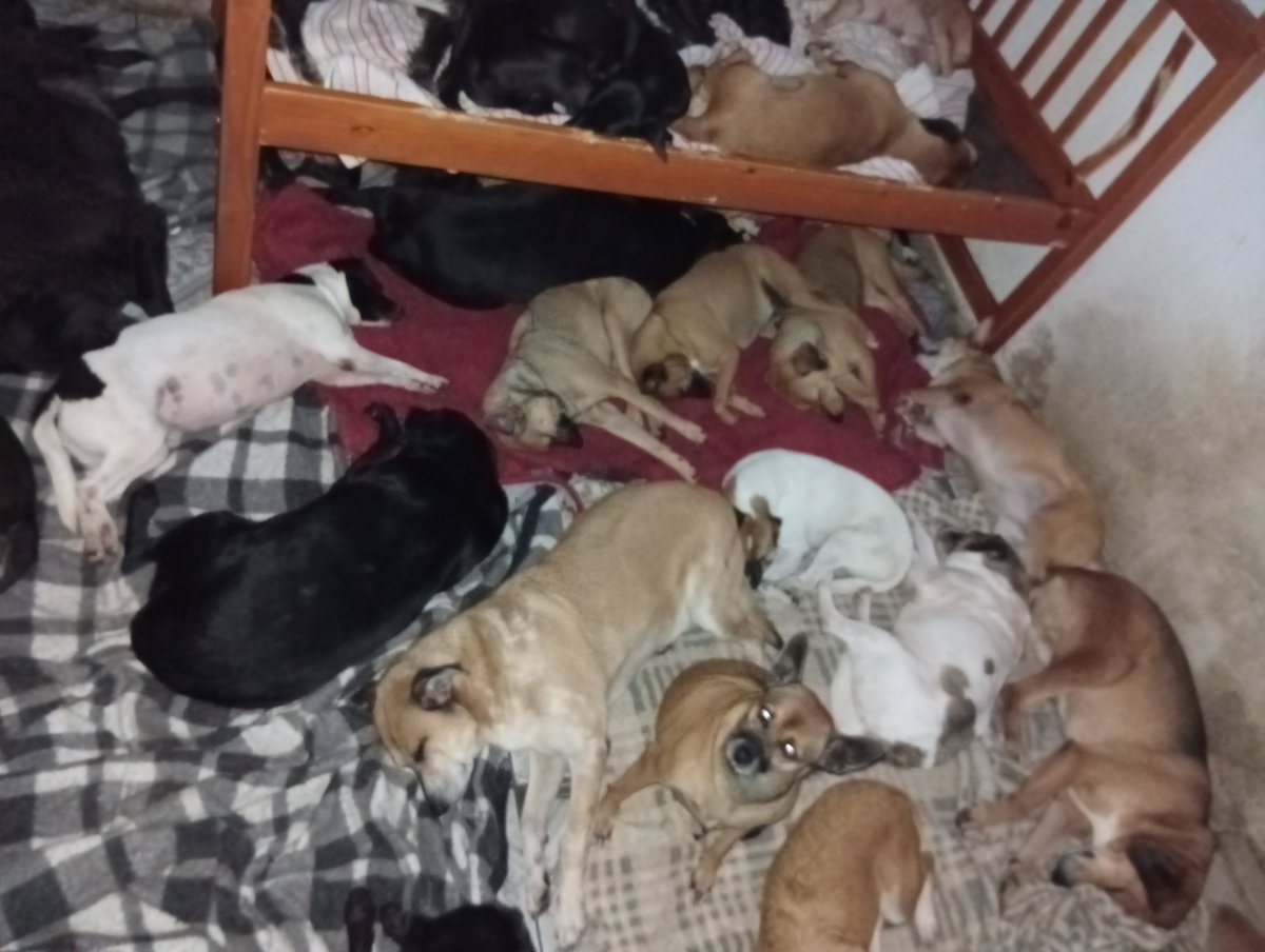 🏠Lar Dos Au-Au🐾🐶90 Cãezinhos tweet media