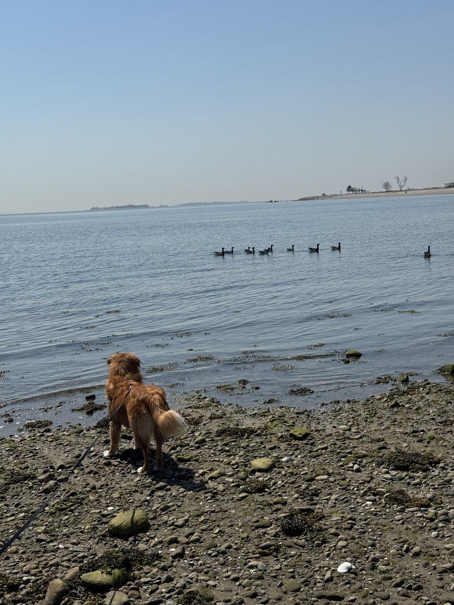 ShadowLakeDog's tweet image. I saw some geese. They seemed nice, but I wasn’t all that interested. Maybe if they had been ducks. - Augie (the Duck Toller)