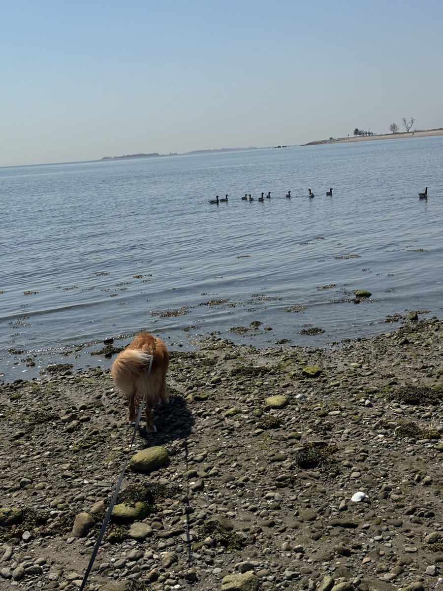 ShadowLakeDog's tweet image. I saw some geese. They seemed nice, but I wasn’t all that interested. Maybe if they had been ducks. - Augie (the Duck Toller)