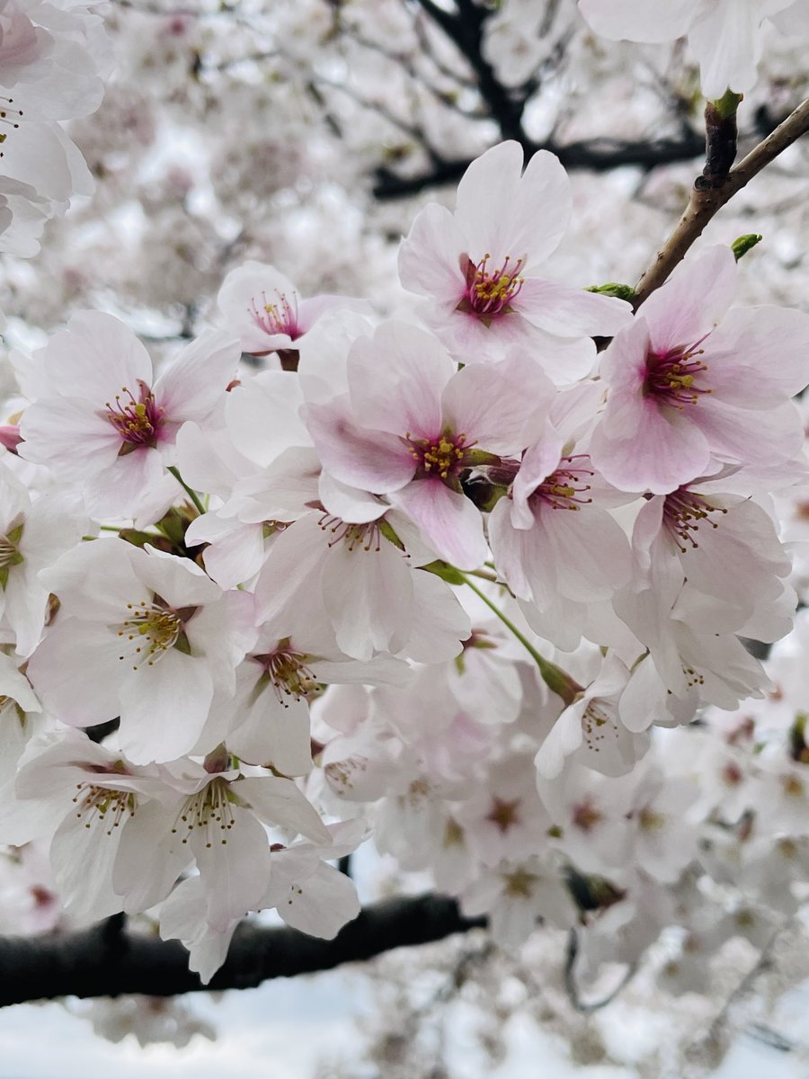 sakura_inte's tweet photo. 山形市、霞城公園にて。
早起きして行ってきました。
今日明日は混みそうな予感。。 https://t.co/Kbeq0LP7D3