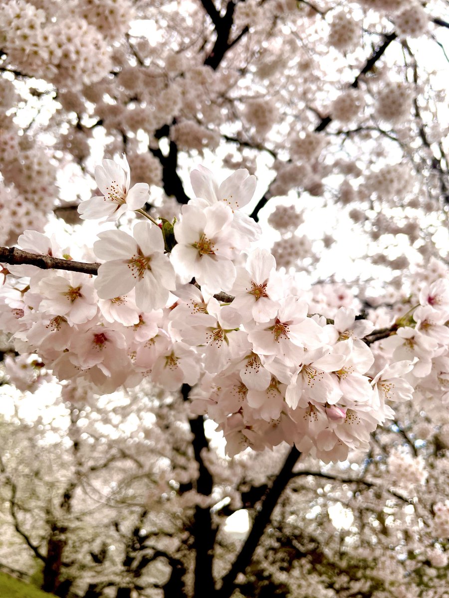 sakura_inte's tweet photo. 山形市、霞城公園にて。
早起きして行ってきました。
今日明日は混みそうな予感。。 https://t.co/Kbeq0LP7D3