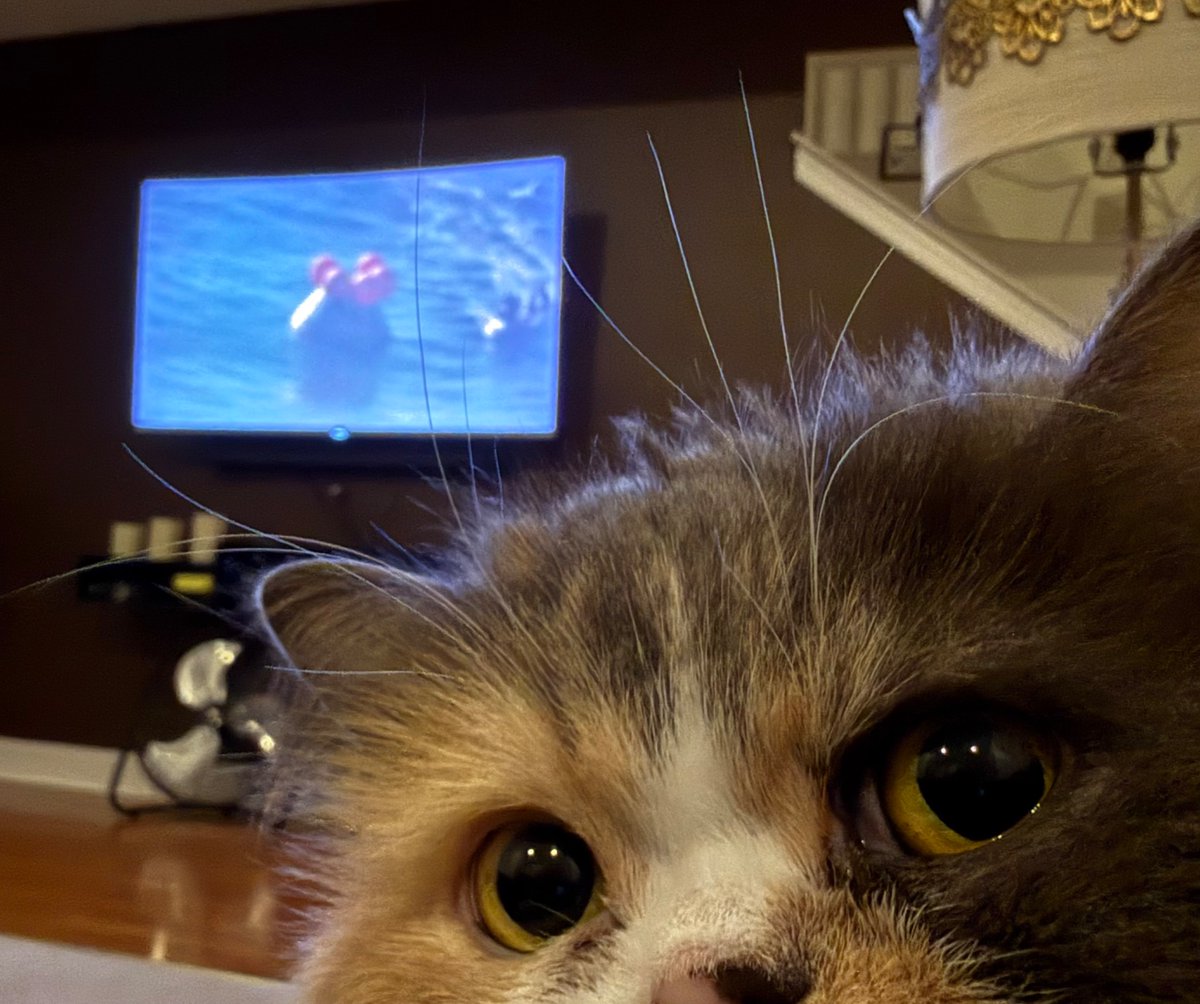 🦖⚡️🏹 Muzzammil tweet media