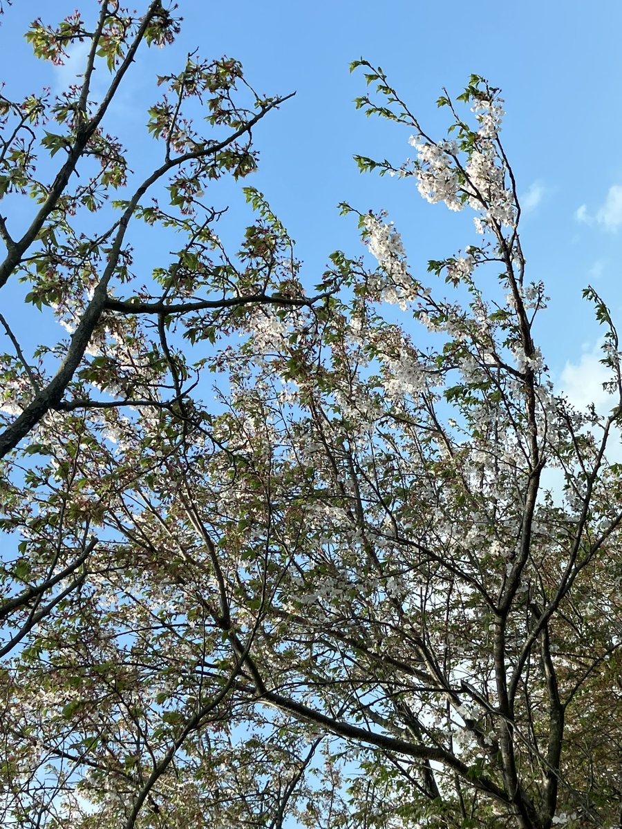 ♿️ぶっちょー🐽ゲッツ‼︎ tweet media