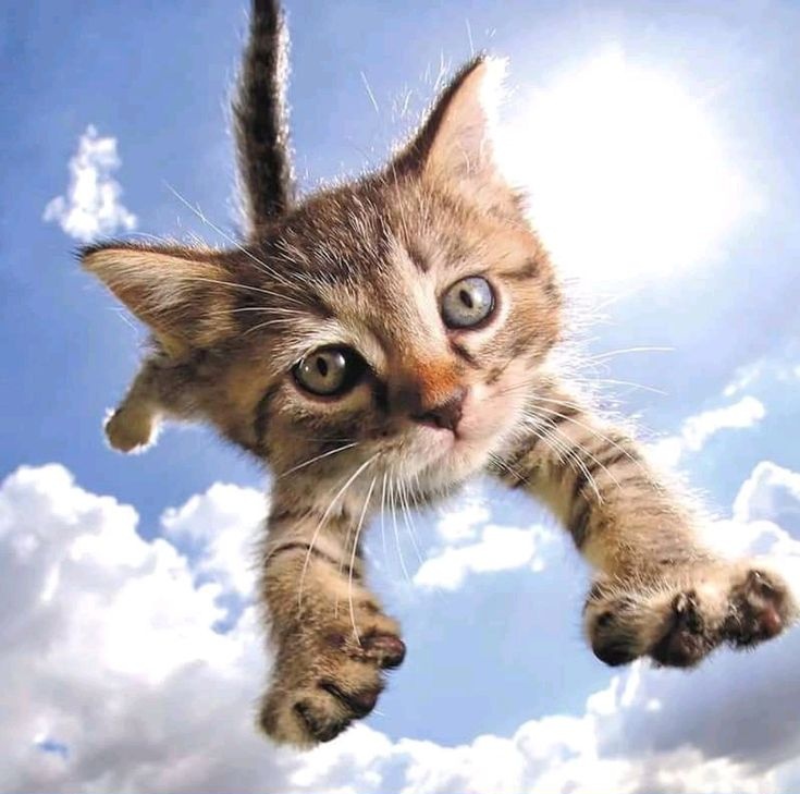 KaT~ 💀 tweet media