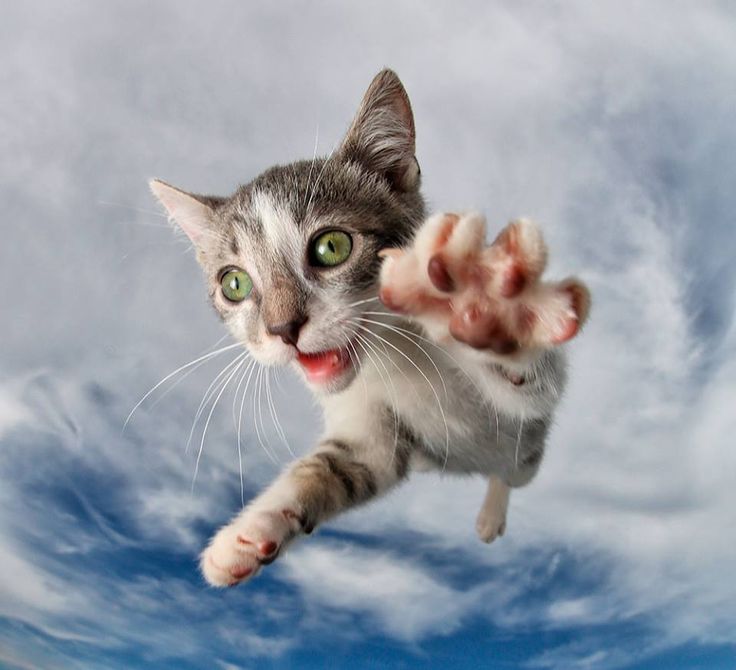 KaT~ 💀 tweet media