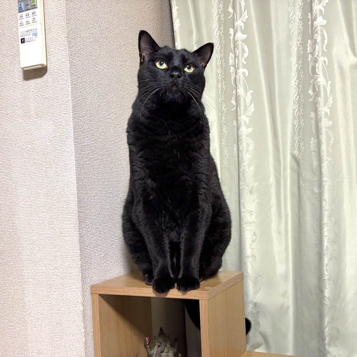 noco20260411

#ノコフォト #黒猫 #blackcat