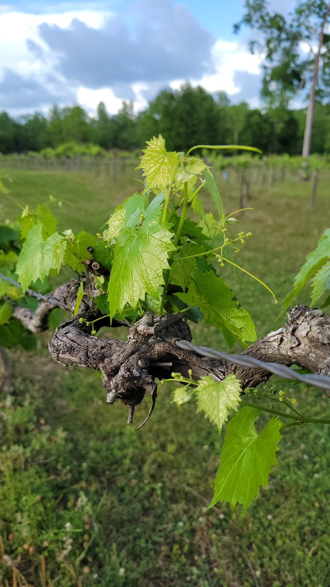 ✨️ SHOW!✨️ tweet media