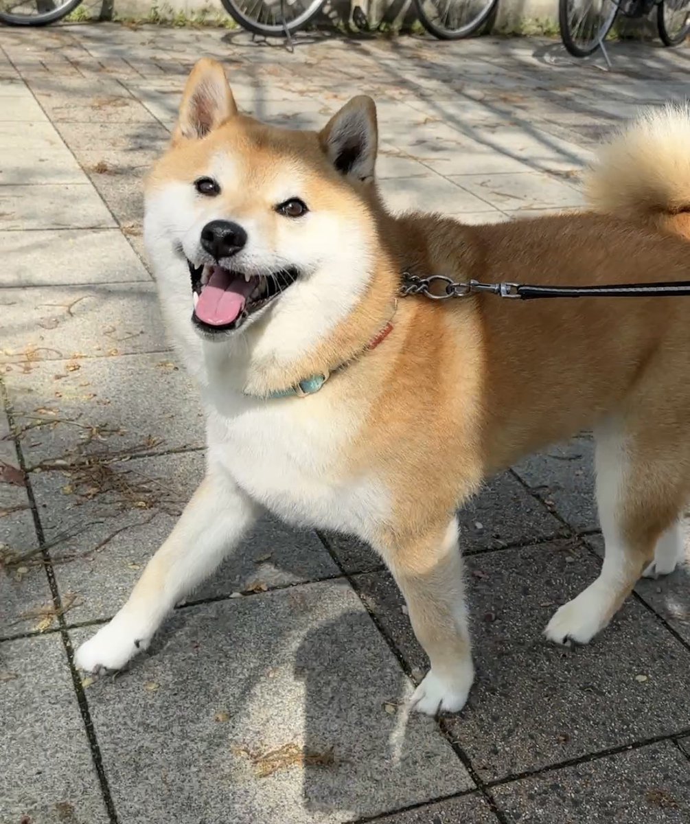 豆柴のそらまめ隊長 tweet media