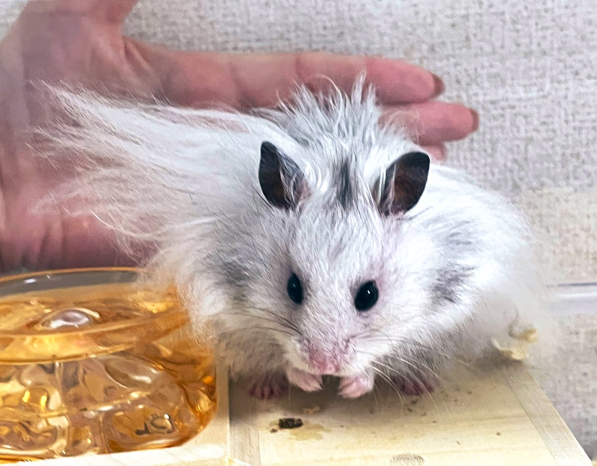 まちか tweet media