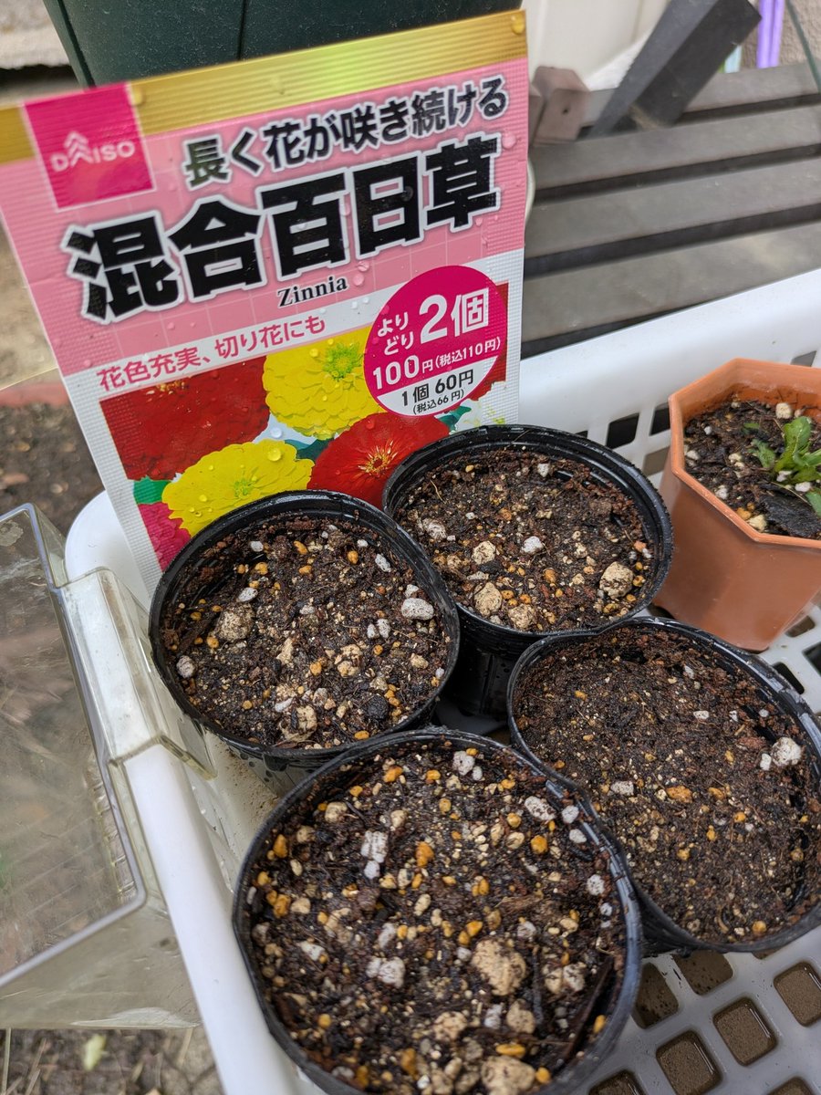 stush0992's tweet photo. 記録:百日草を播種！うまくでるといいなー https://t.co/OK5IKnnhE1