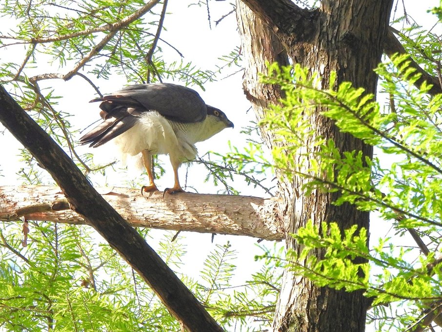 珍しく朝の散歩606
#オオタカ