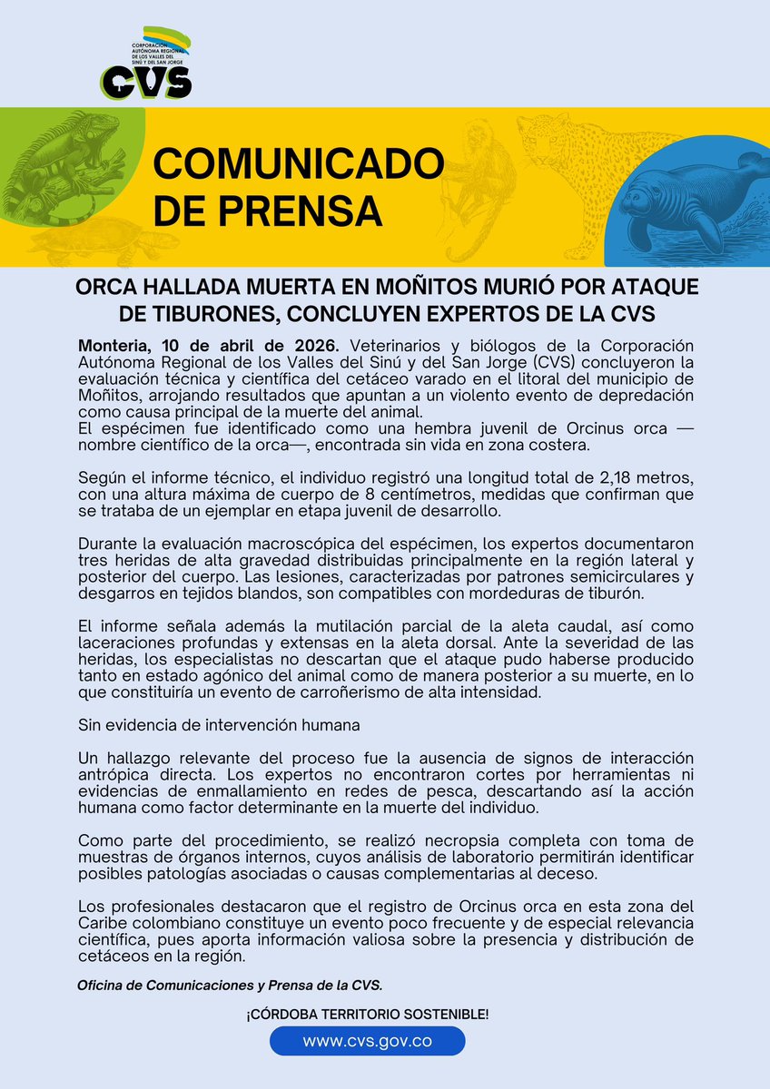 CorporacionCVS's tweet photo. #CVSInforma 🔬 ACTUALIZACIÓN | La orca varada en Moñitos murió por ataque de tiburones.
Veterinarios y biólogos de la CVS concluyeron la evaluación técnica: tres heridas graves compatibles con mordeduras de tiburón y sin evidencia de intervención humana.
Más información 👇 https://t.co/lwRFawQBzZ