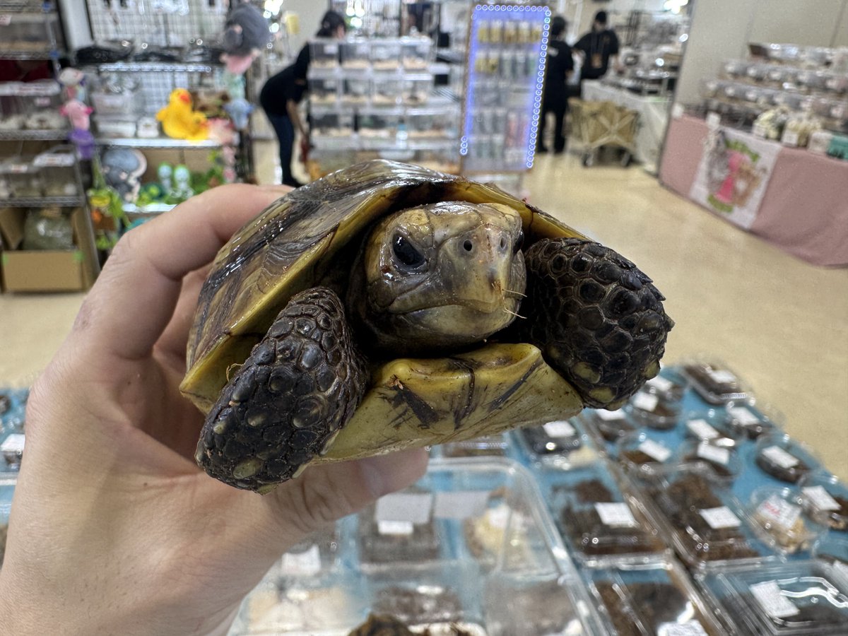 だいふく Bebe Rep.(5/24埼玉EXPOに出店します) tweet media