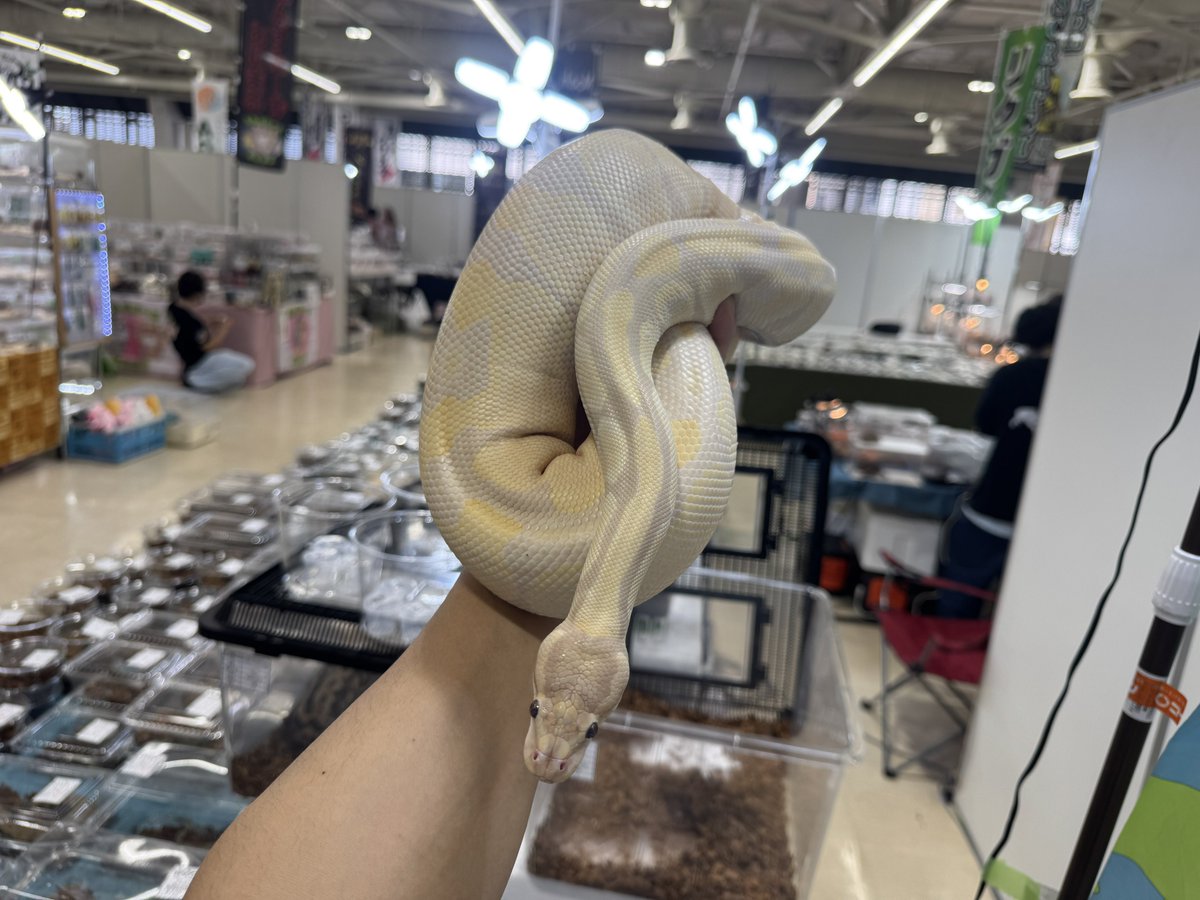 だいふく Bebe Rep.(5/24埼玉EXPOに出店します) tweet media