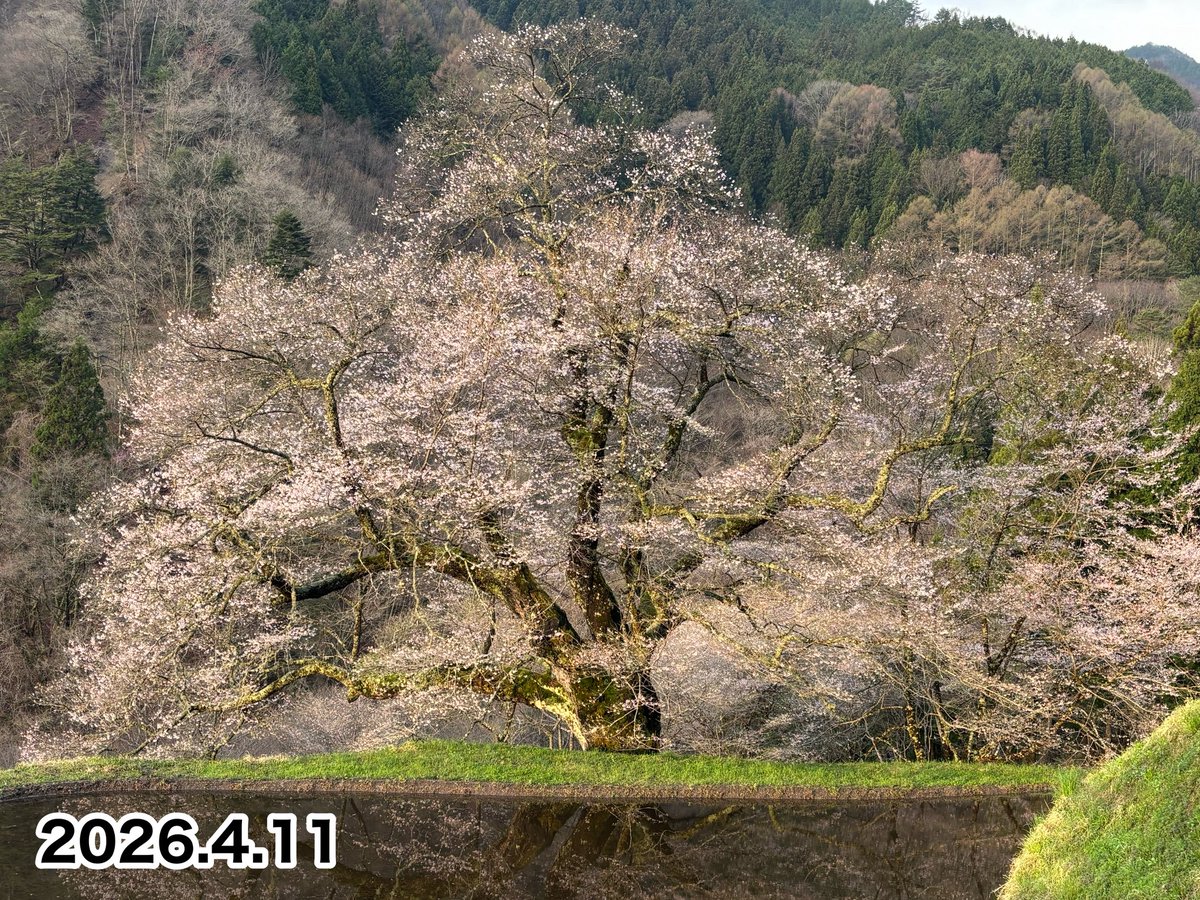 hahakigi_kan's tweet photo. 【2026駒つなぎの桜】
●開花状況🌸
2026.4.11（土）
8分咲き
※今年は花芽が少なめです

※毎日の開花状況は園原ビジターセンターはゝき木館のホームページにて更新しています
https://t.co/RS3njxFlzY https://t.co/GMXQemDirE