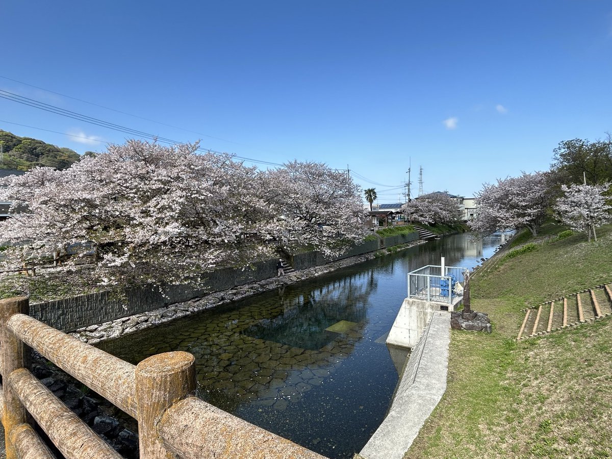 bellmark01's tweet photo. 行ったことなかった桜の小スポット
葉桜も結構好き https://t.co/RwkU7RF7mV