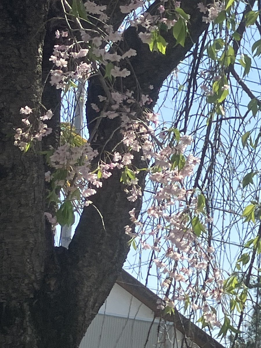 大邪神ガオムクトゥルフ tweet media