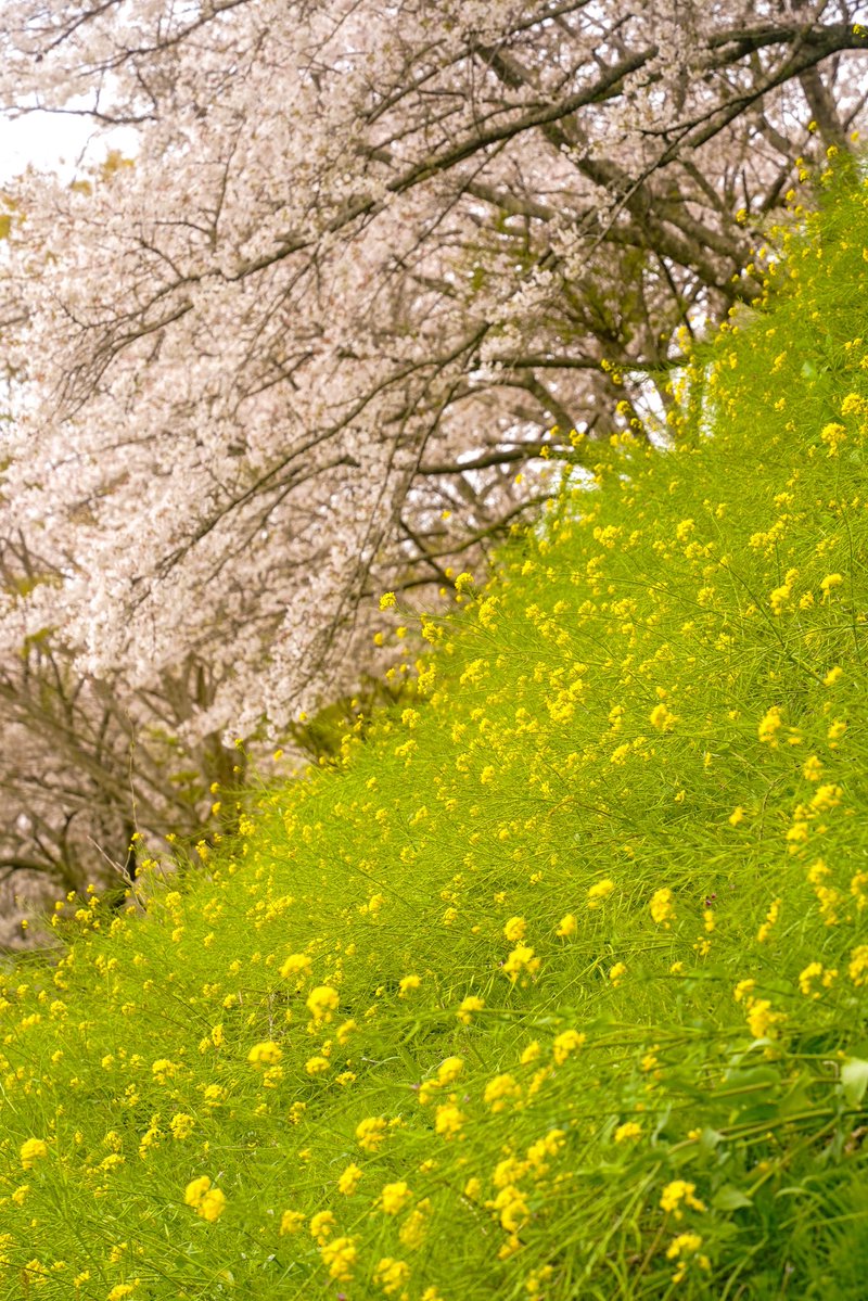 ありまかめら tweet media