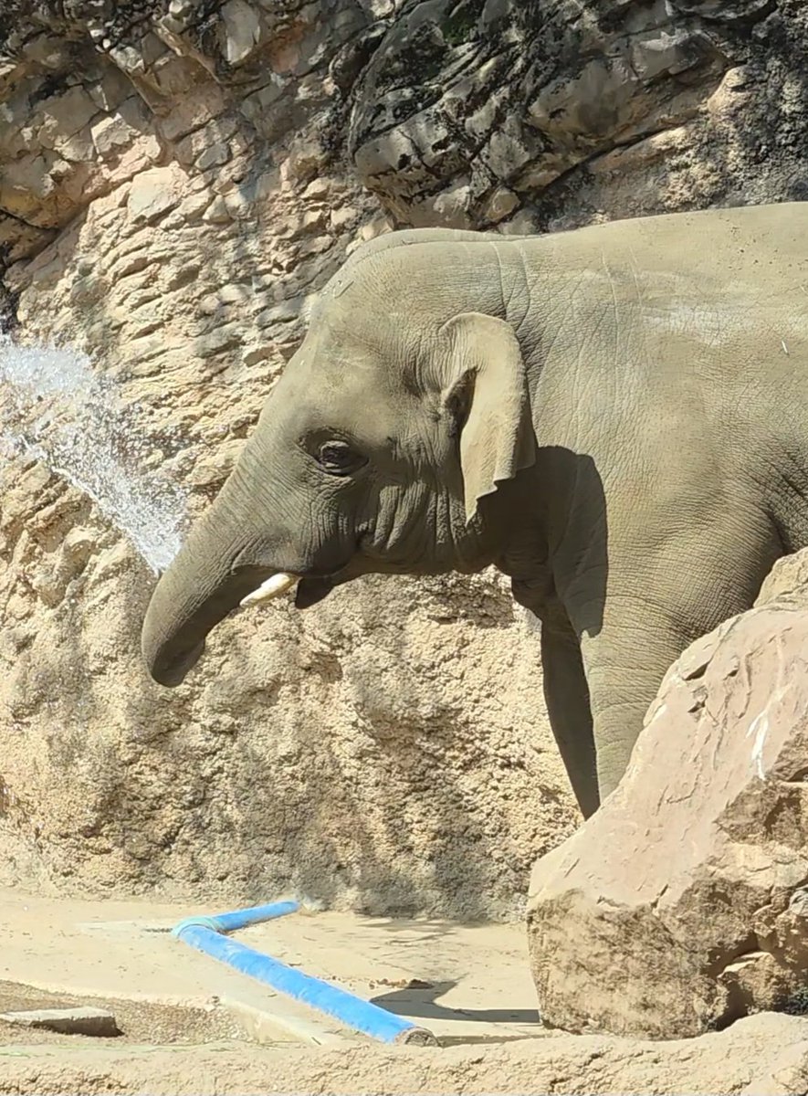 アルン🐘 tweet media