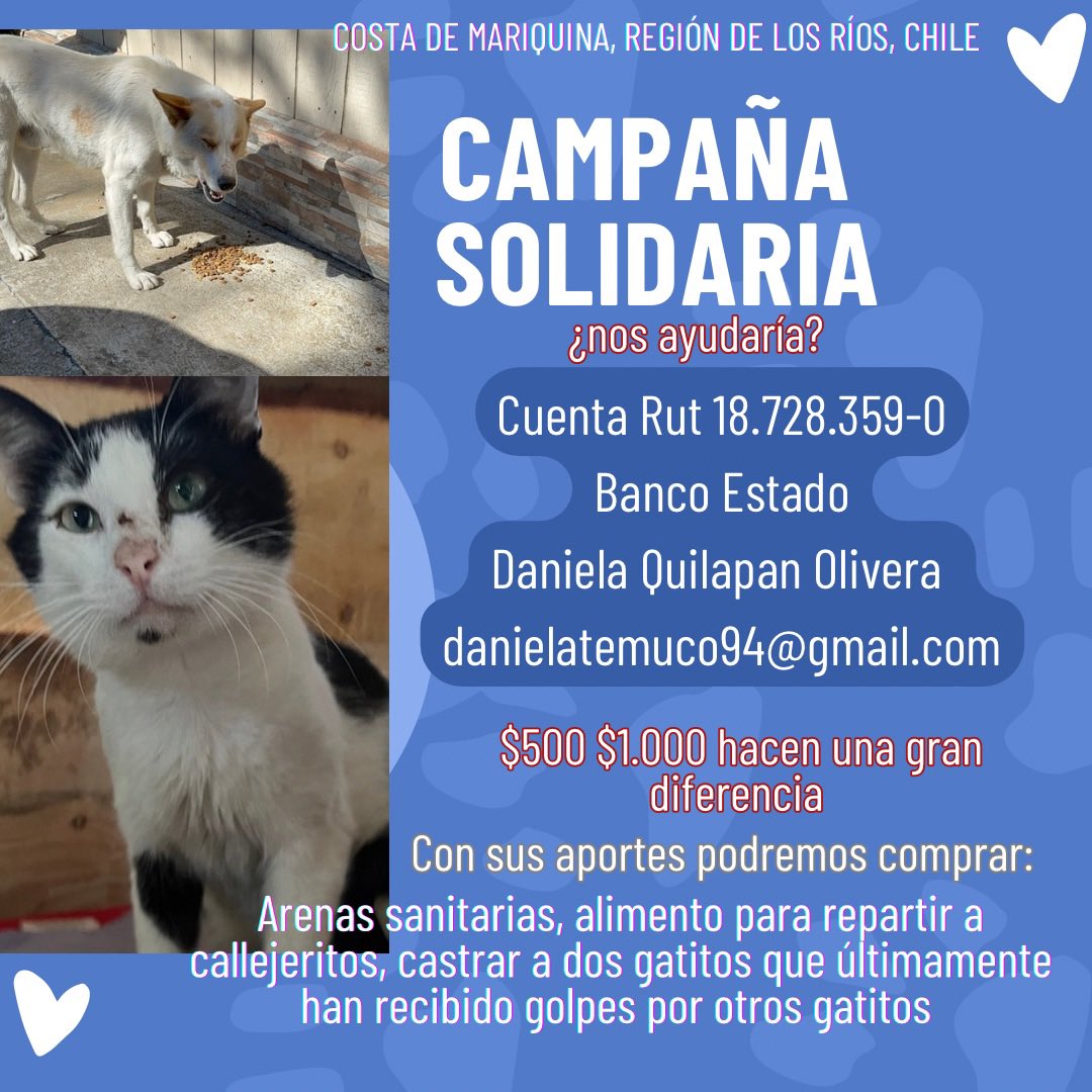 Dani🐈🐶🐾🐾 tweet media