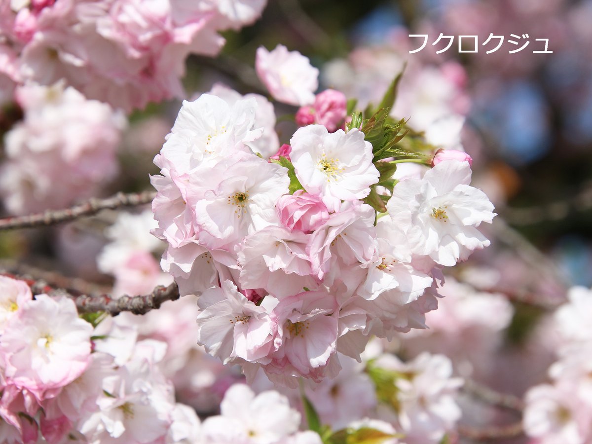 SG_info_kyokai's tweet image. #新宿御苑 4月11日 
#桜 速報🌸
◎みごろ 
一葉、妹背、鬱金、江戸、御衣黄、五所桜、関山、兼六園菊桜、琴平、 松月、駿河台匂、増山、福禄寿、鷲の尾  
○開花 
梅護寺数珠掛桜、普賢象、宝珠桜 
△少し咲いています 
天の川
★鬱金、御衣黄はピンクがかってきました。
#cherryblossom #sakura