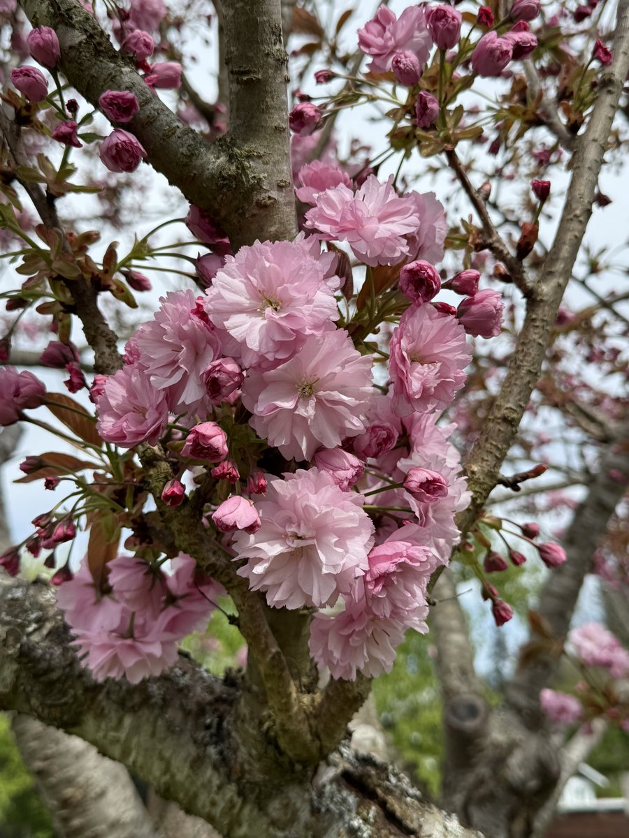 Rodger Young tweet media