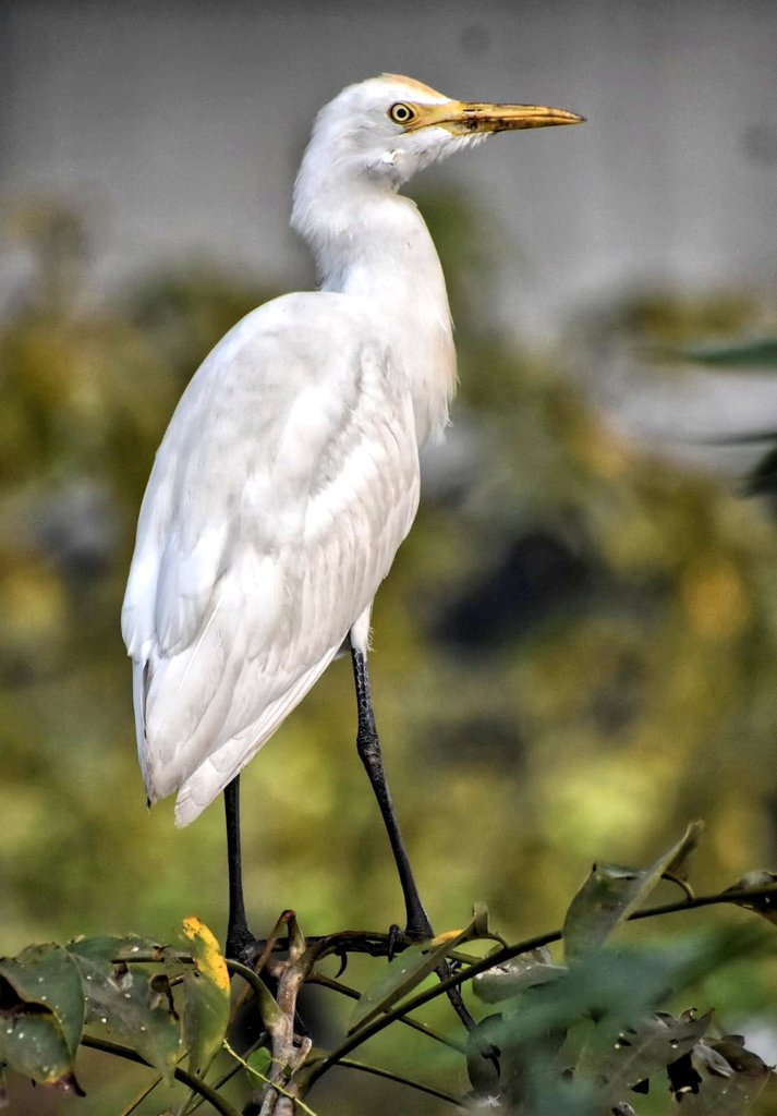 திமிங்கிலம் tweet media