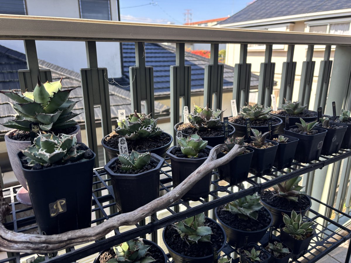 Silurus_asotus3's tweet photo. 最近、アガベを買いすぎてるから新しく植物棚と設けた🌱 https://t.co/deJlLcuY5o