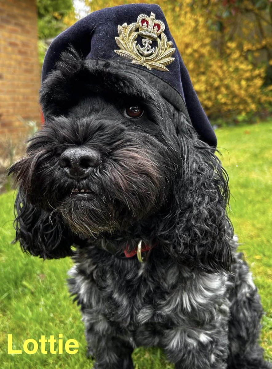 HMSCambria's tweet photo. Celebrating the joy &amp; companionship that  pets bring into our lives on @NationalPetDay 

Animals have a long history in the RN, serving as mascots, morale boosters &amp; pest control 🐀

No pets were harmed during phots - unsure if owners sustained injuries

@RNReserve @RFCAforWales https://t.co/NYXKpZTEog