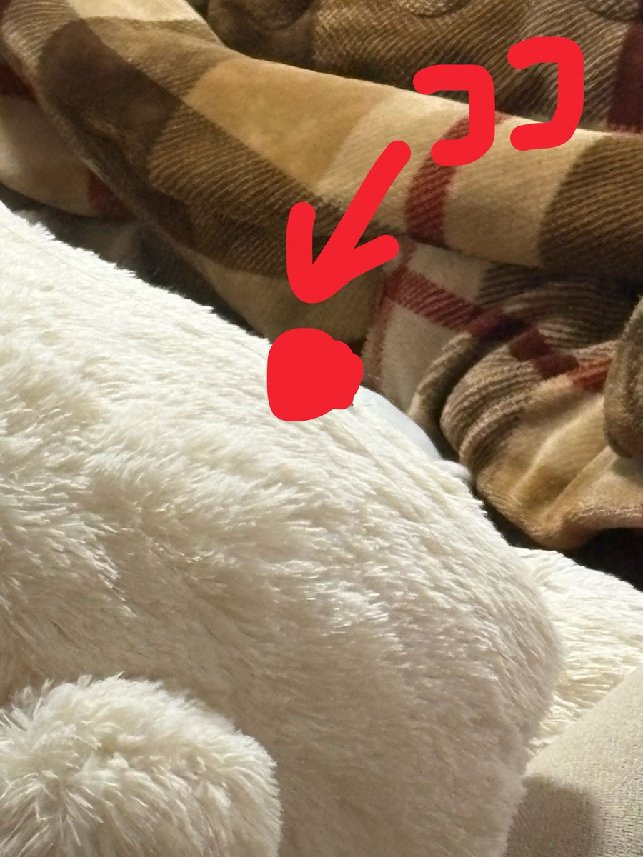 rc___mab's tweet photo. もうスイッチ入って絶対殺してやるって気持ちなんだけどデカうさぎのぬいのケツにいやがって殺せない https://t.co/sZ0vXJwi3n