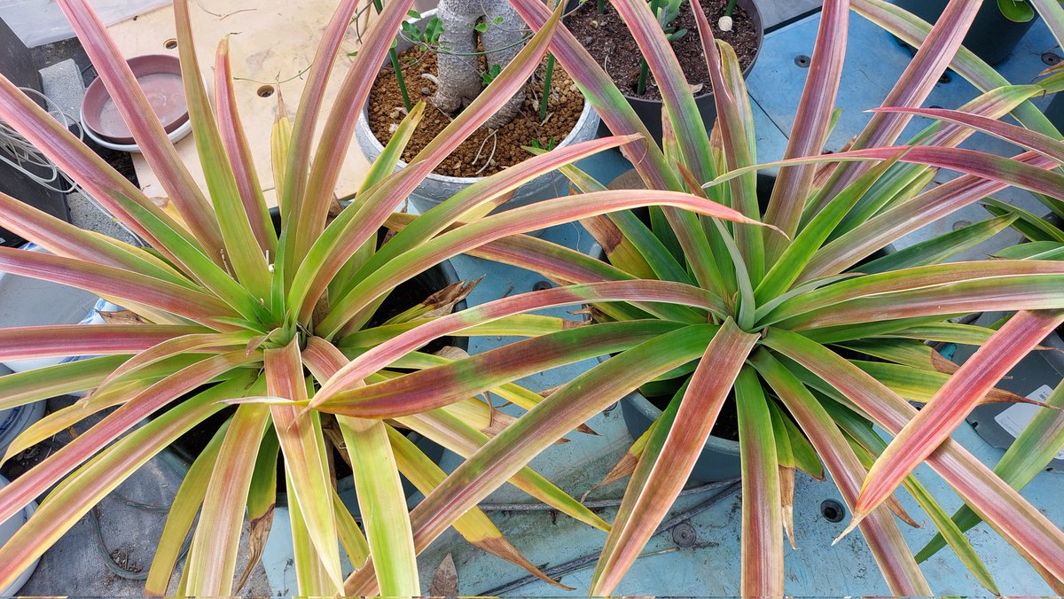 こもらべ tweet media