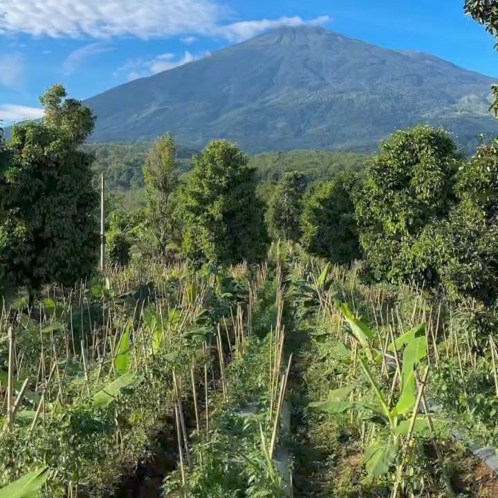 Ayu Vanklause☺️🌷🌷 tweet media