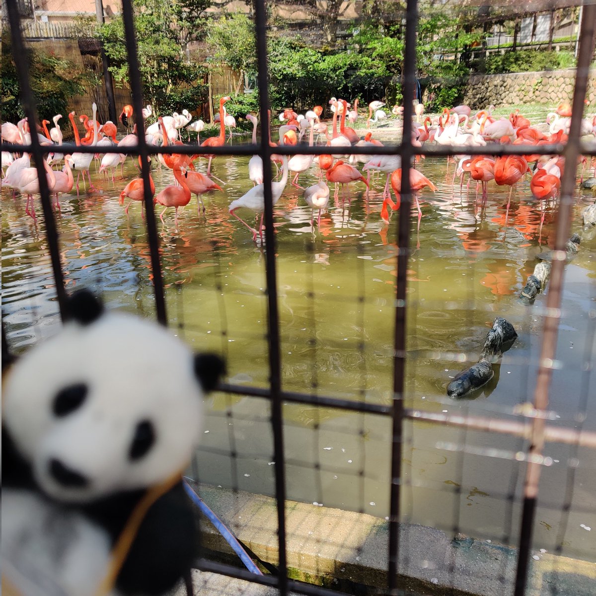 PANDA MOON tweet media