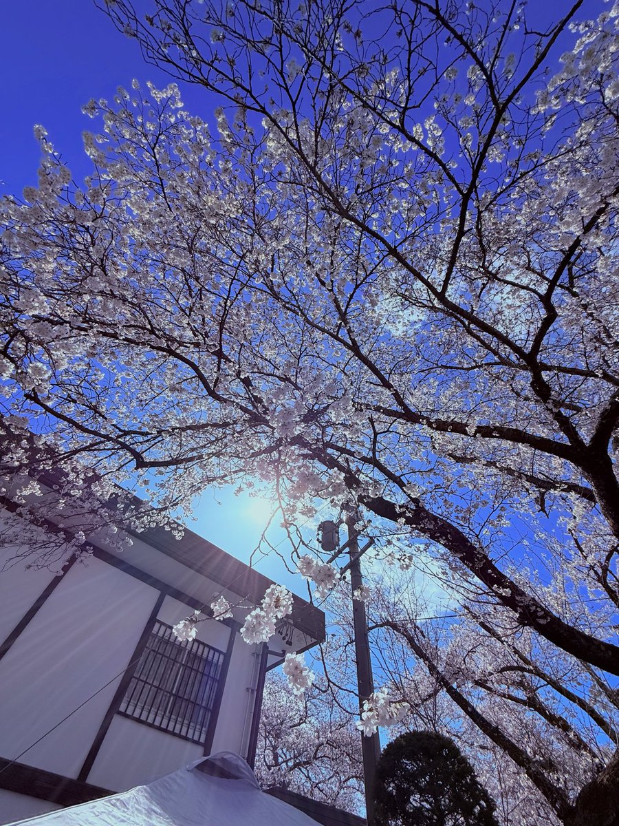 chikuma_offical's tweet photo. いよいよ、千曲錦酒造春の感謝祭の当日です！
天気も快晴！
桜も満開！
お酒も準備万端！

本日は10時より会場いたします！
たくさんのお客様がいらしていただけたら嬉しいです✨
社員一同、心よりお待ちしております。

#日本酒
#佐久市
#sake
#佐久市
#花見 https://t.co/N23ro5muK2