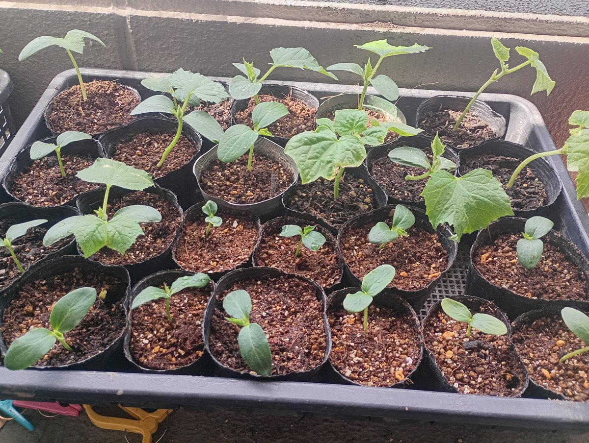 錫杖こぞう tweet media