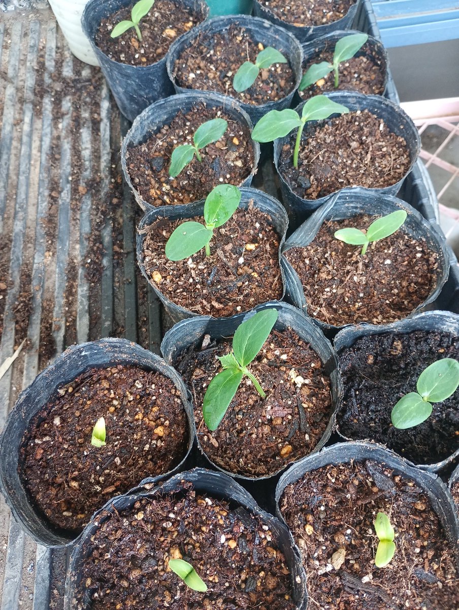 錫杖こぞう tweet media