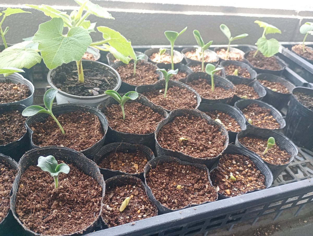 錫杖こぞう tweet media