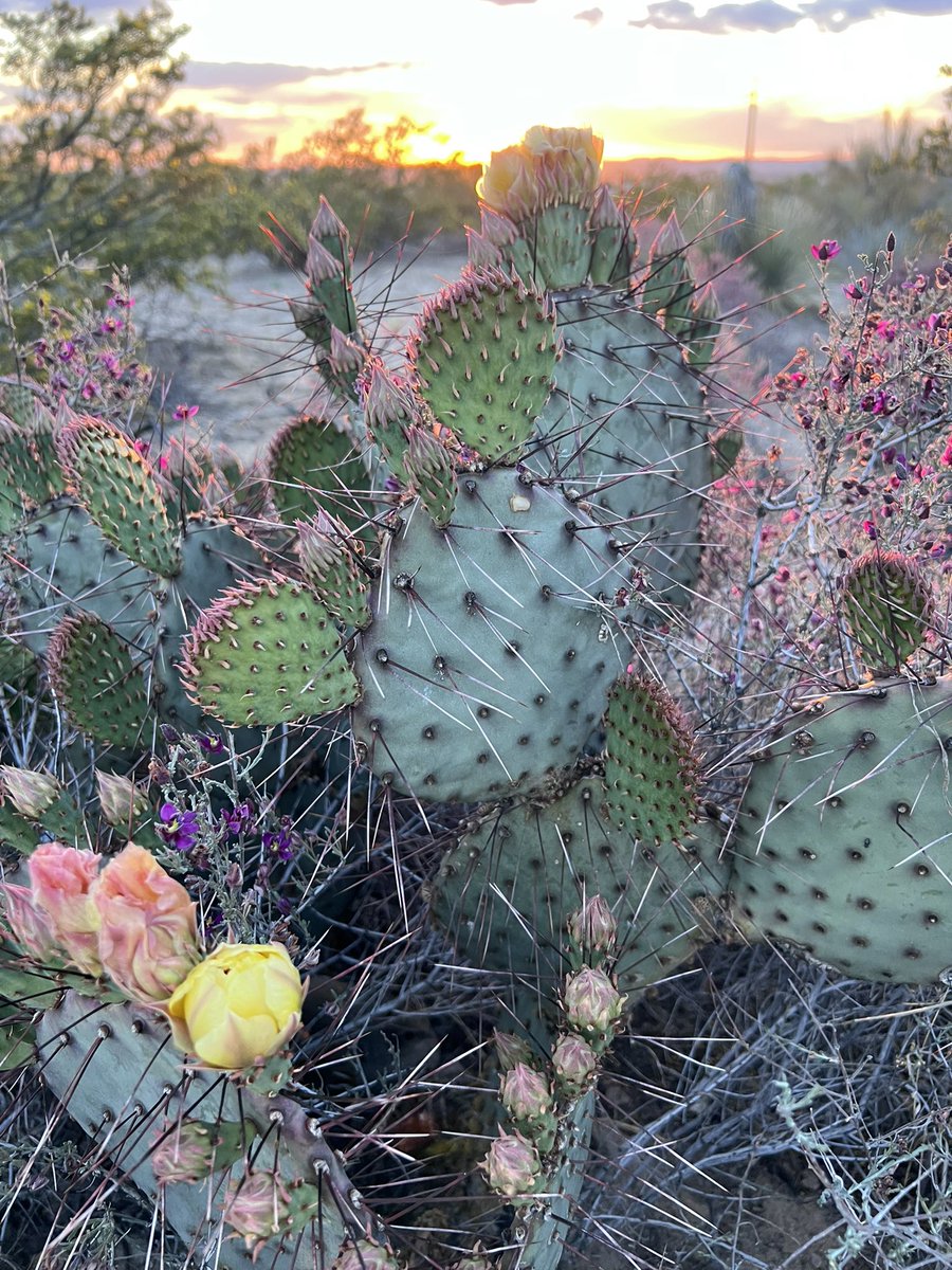 NewMexicoVibes's tweet image. Friday night sunset hues with nopal blooms. #NewMexico
