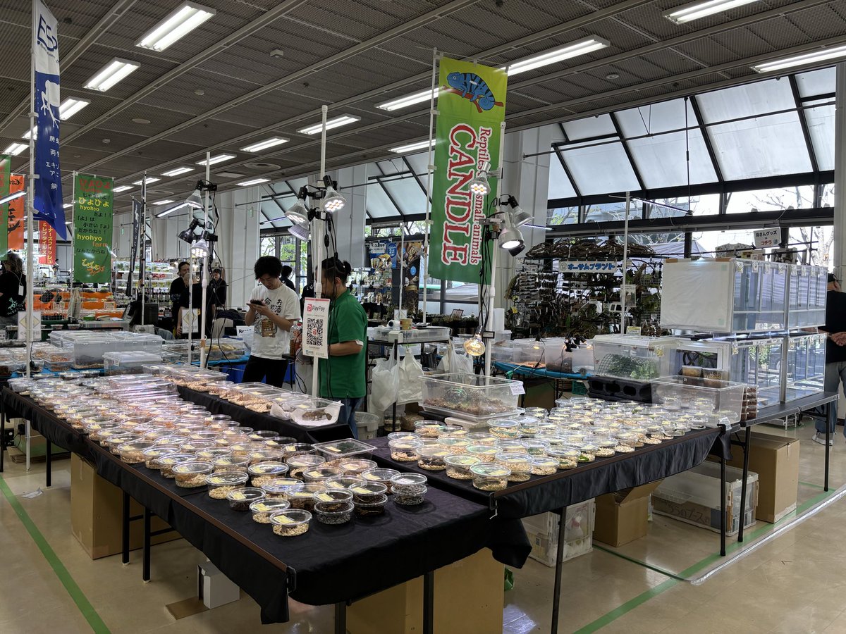 yuka_reptiles's tweet image. おはようございます！！
#神戸レプタイルズワールド まもなく開場です！

CANDLEは1階の入り口正面あたりです🐸

今回はハタノ不在ですが、何卒よろしくお願いいたします…！

ブースはいつもの感じで……🧐

#CANDLE 
#神レプ