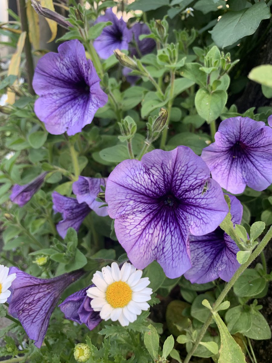 たつお tweet media