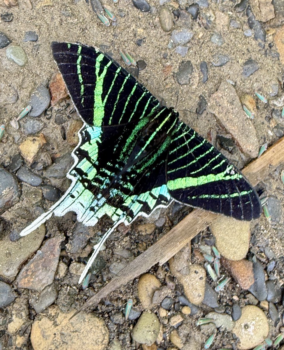 Nick Volpe tweet media