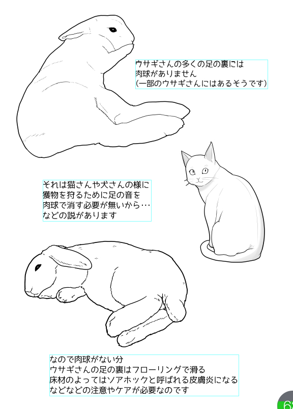 ウサギは肉球がない🐰
#うさぎ好き