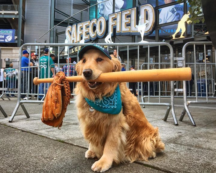 theDogLovers tweet media