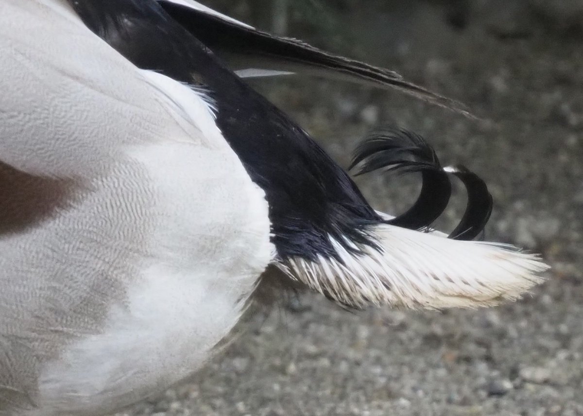 kyotoshidoubut1's tweet photo. だ～れだ？８４
　だれのどこでしょう！？

#京都市動物園 #kyotocityzoo #だ～れだ #どこ #分かるかな #GuessWho #WhichPart #CanYouGuess https://t.co/6UwCrm4xxc