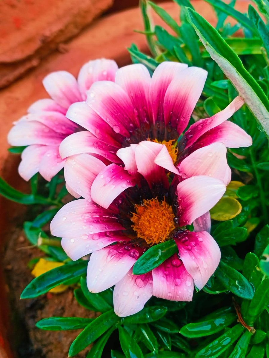 Ruhiii 🇮🇳 tweet media