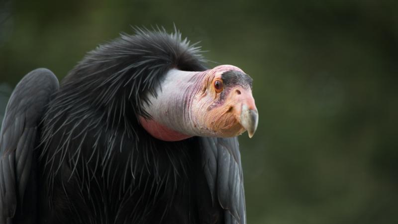 lore-breaking candle room tweet media