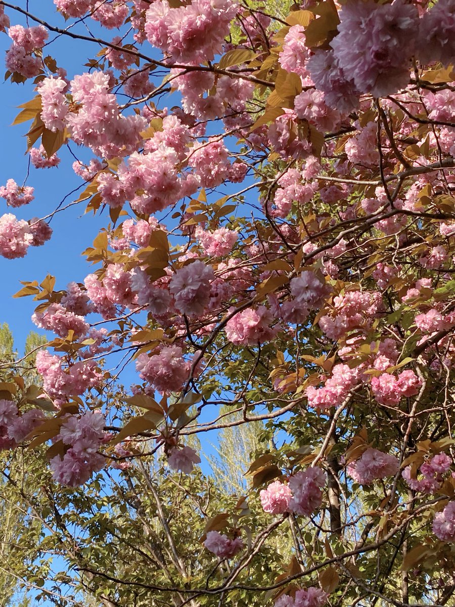 こんにちは(^^♪

今回お届けする🌸は、なんと
札幌から！！！！

ご提供いただいたのは
ぱるるさんです(*´▽｀*)

柔らかで優しい
とても可愛い🌸ですね(*'ω'*)

暖かさが写真から伝わってきますね☆

まだまだ続きますよーーーー

お楽しみに！！！