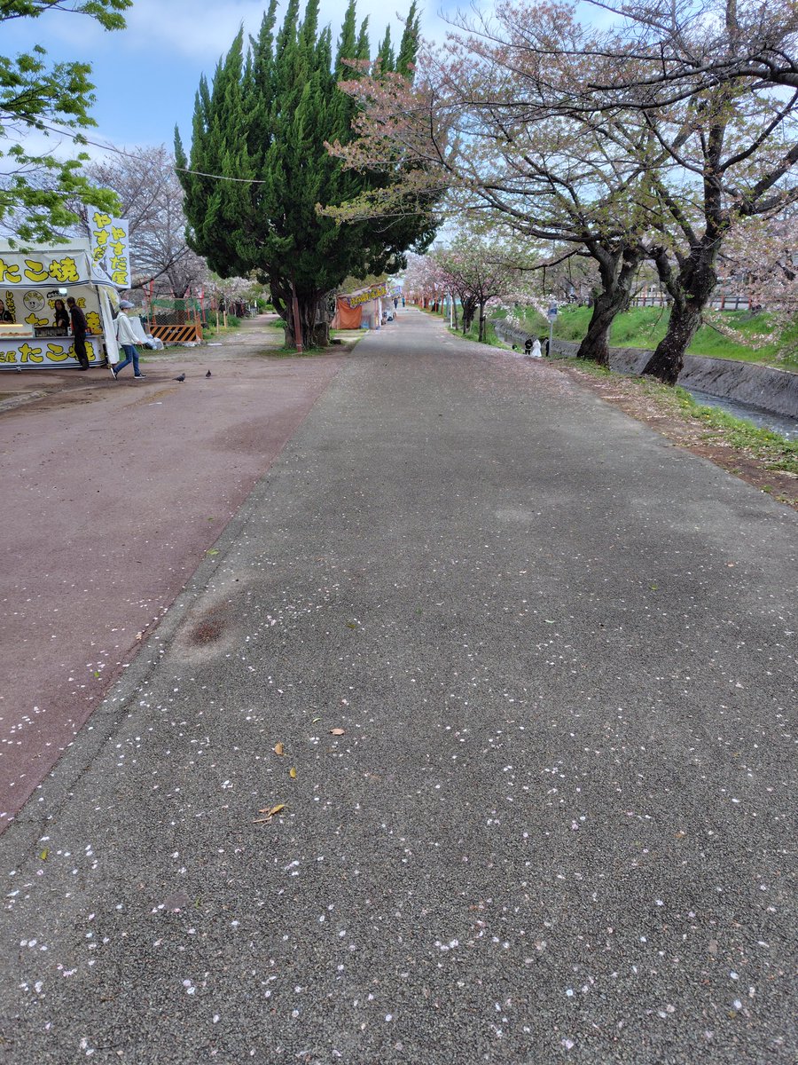 🦀散歩
さくら祭りも終わりですな