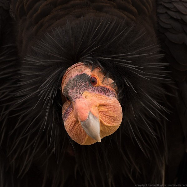 lore-breaking candle room tweet media