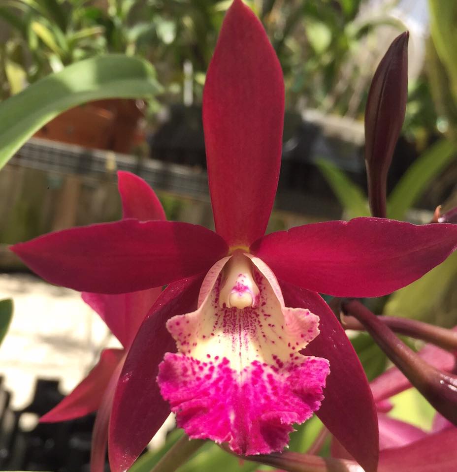 ConfidentialUn's tweet image. Brassocatanthe Booth Lee 

#orchids #plants